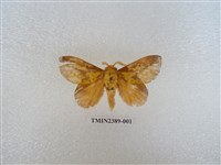 藏品(竹黃枯葉蛾)的圖片